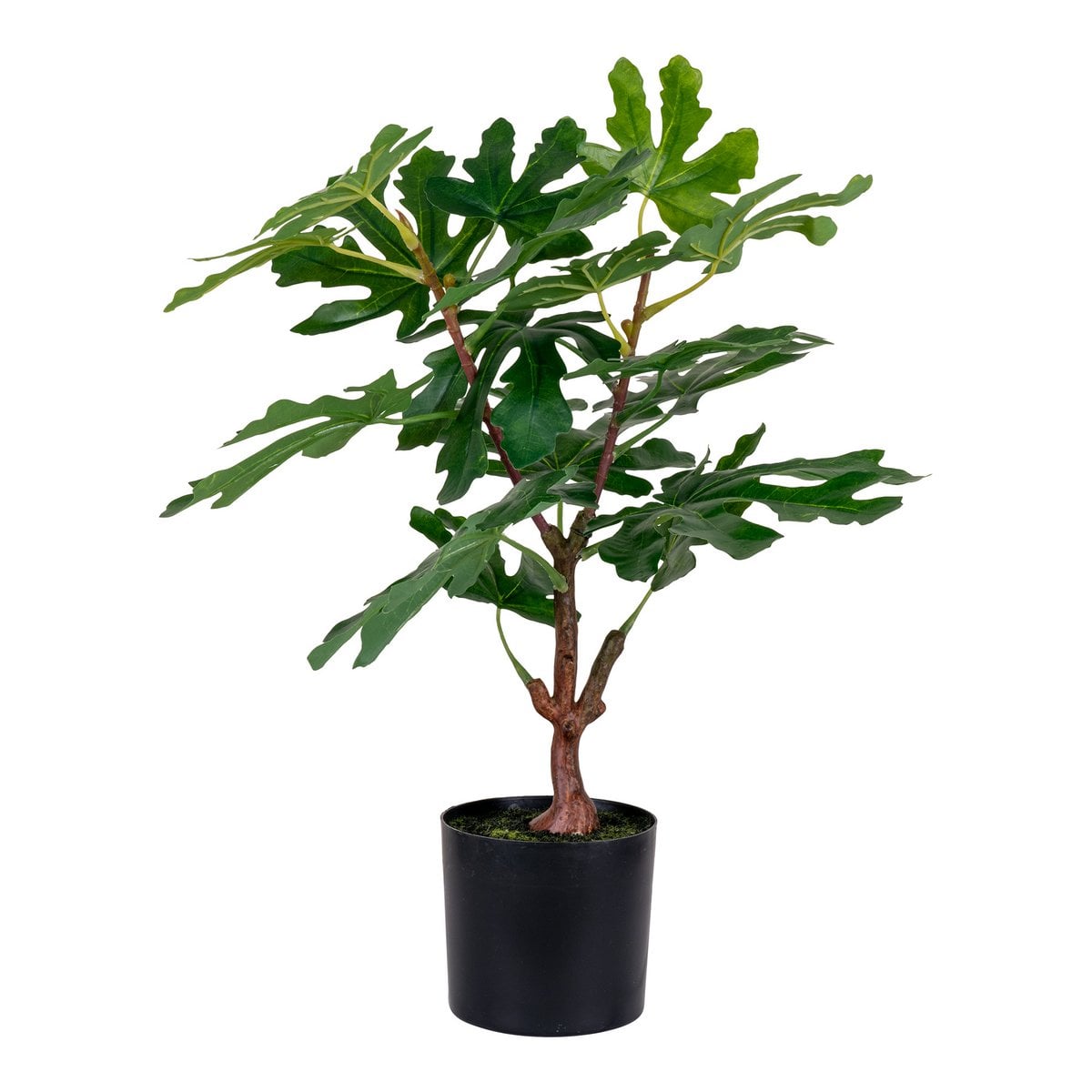 Vijgenboom - Groen, PE-kunststof, H:60 cm