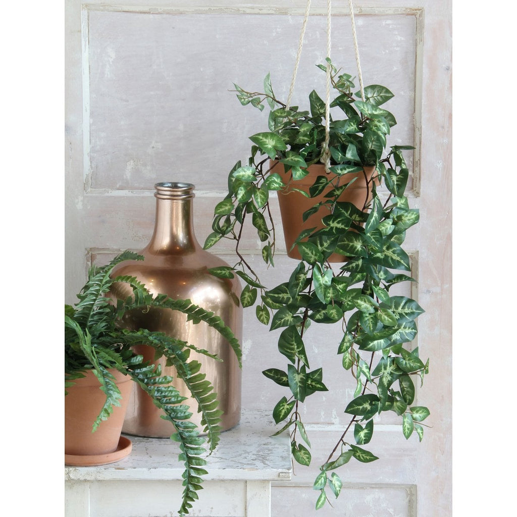 Kunst hangplant Fittonia Groen