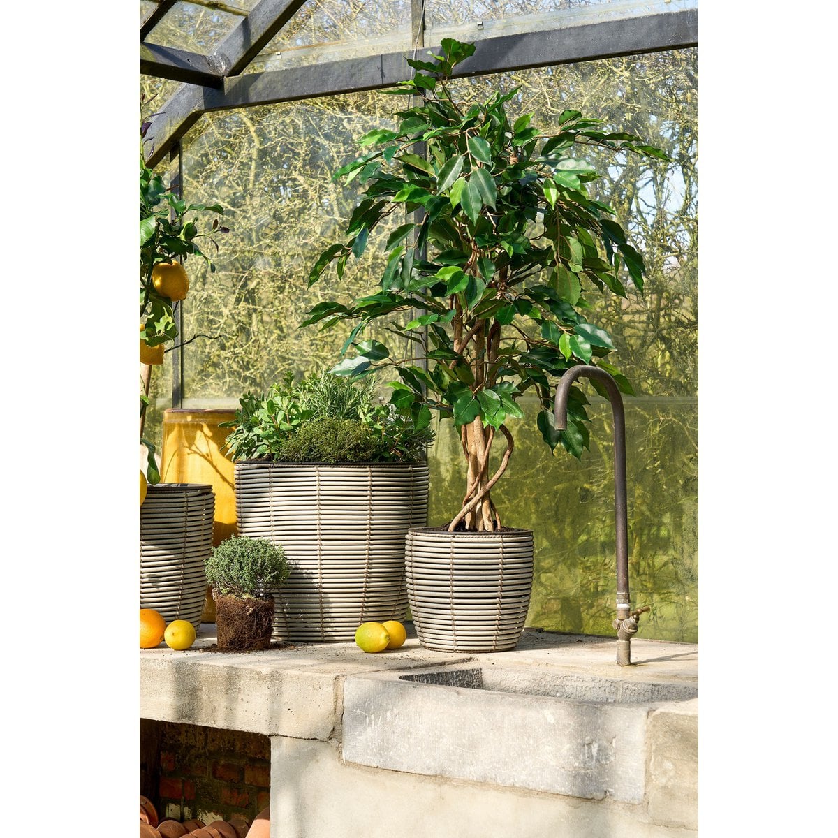 Kunstplant Ficus Groen