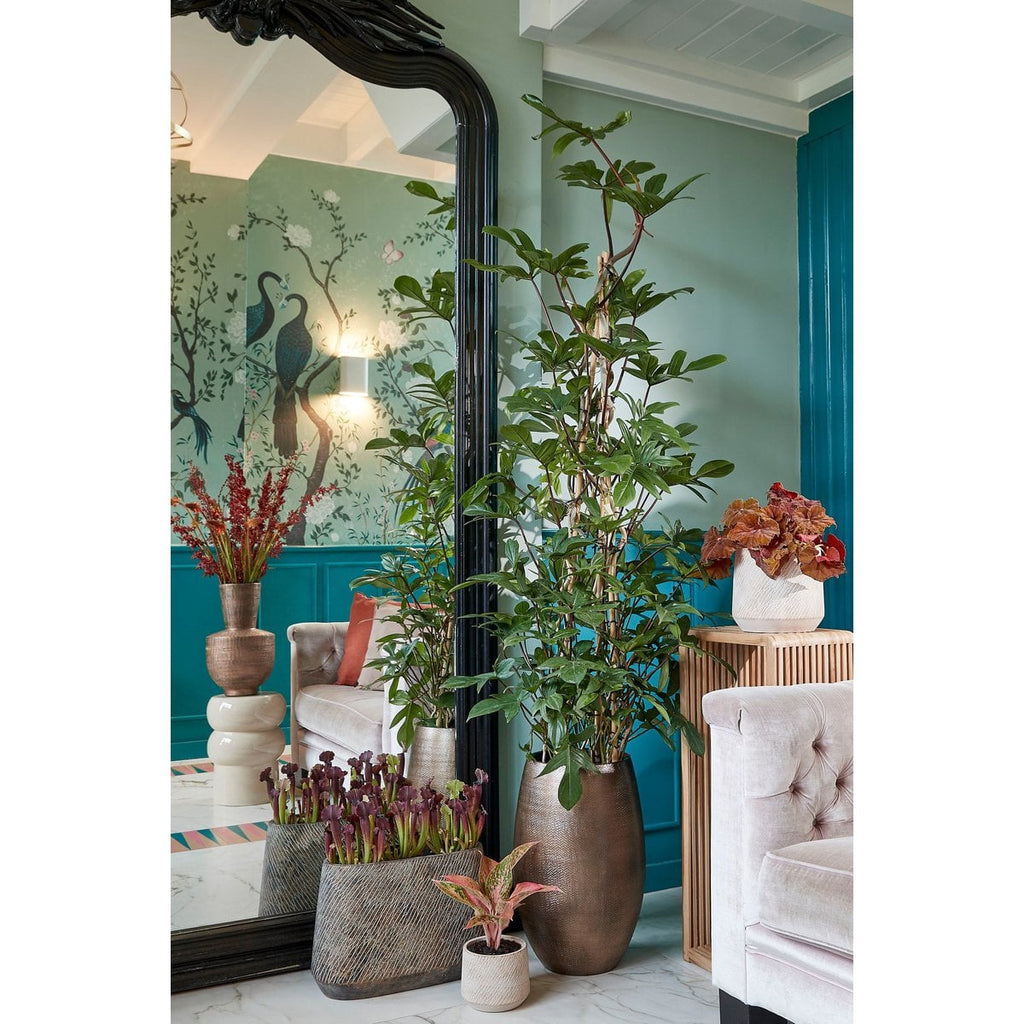 Plantentafel Yonker Bruin