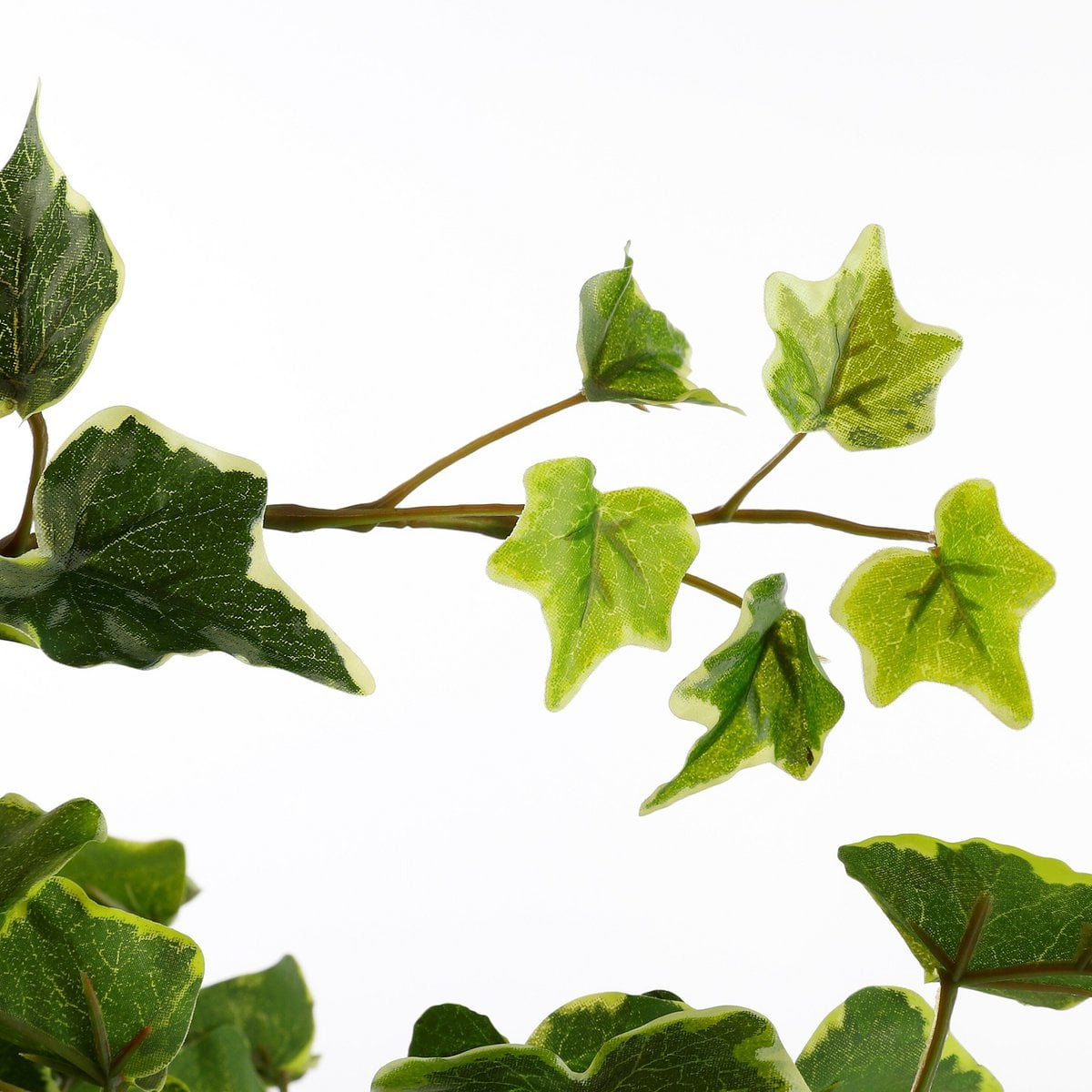 Kunst hangplant Ivy Groen
