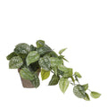 Kunst hangplant Scindapsus Groen