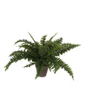 Kunstplant Boston fern Groen