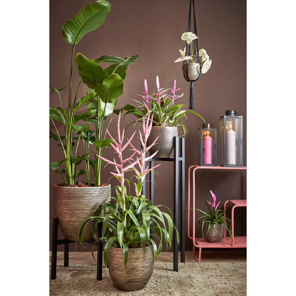 Plantenstandaard Ascot Zwart